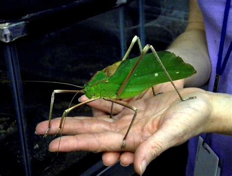 山川舍 giant malaysian katydid